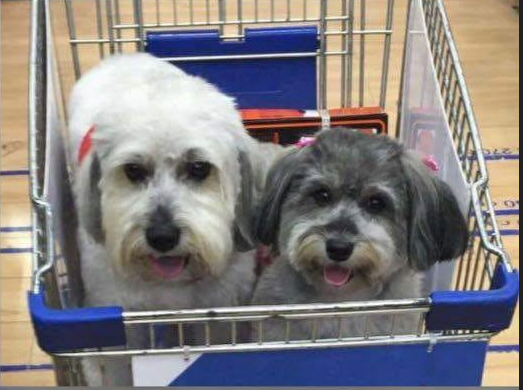 Relato 51. Koda y Sally - Perritos memorables